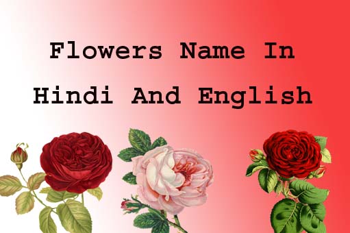 70-flowers-name-in-hindi-and-english